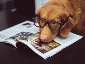 Dog wearing glasses