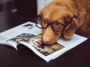 Dog wearing glasses